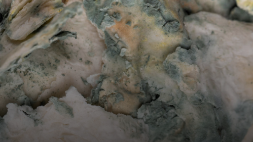 Mold.